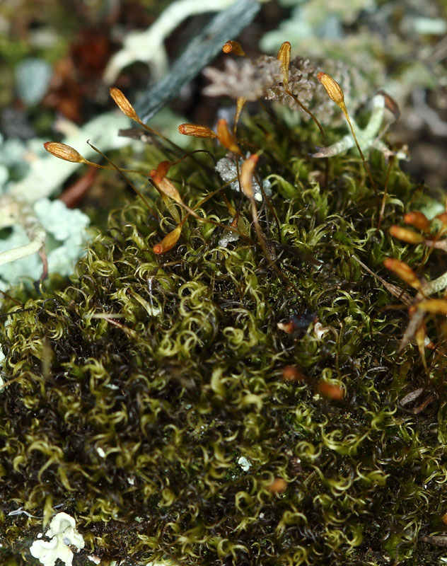 Kiaeria blyttii